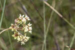 Southern milkweed